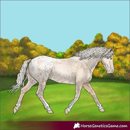 Horse Color:Silver Amber Champagne Pearl Dun Tobiano Appaloosa Rabicano 