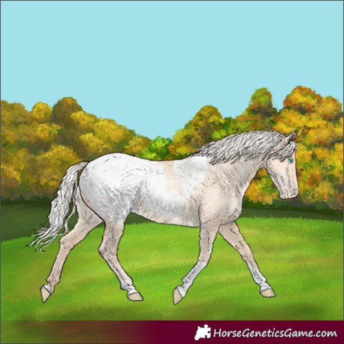 Horse Color:Silver Amber Champagne Pearl Dun Tobiano Appaloosa Rabicano 