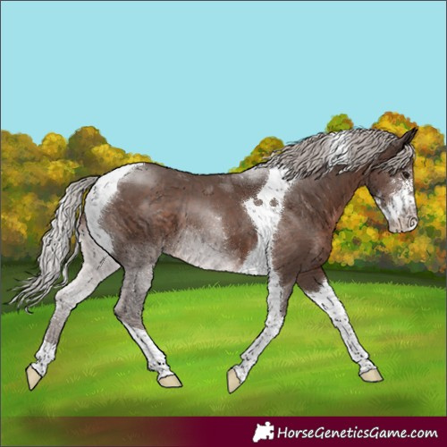 Horse Color:Silver Black Sabino Tobiano
