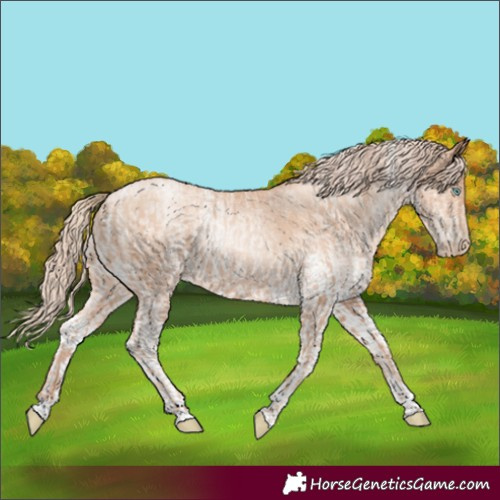 Horse Color:Gold Champagne Pearl Rabicano and White Spotted Gold Champagne Pearl Rabicano