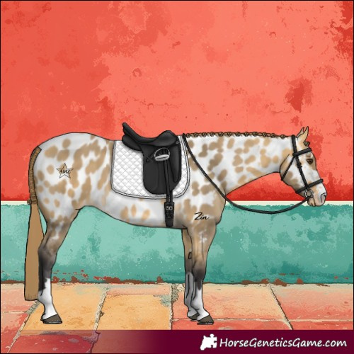 Horse Color:Buckskin Dun Appaloosa 