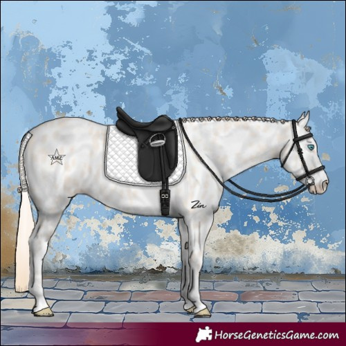 Horse Color:Perlino Dun Appaloosa 