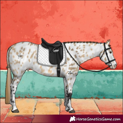 Horse Color:Buckskin Dun Near Leopard
