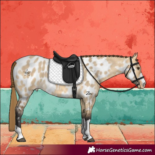 Horse Color:Buckskin Dun Near Leopard 