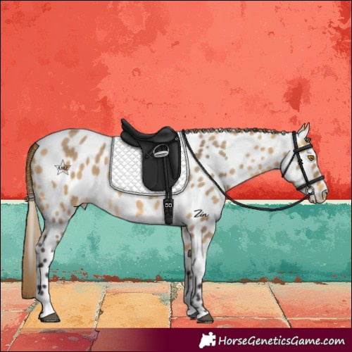 Horse Color:Buckskin Dun Near Leopard 