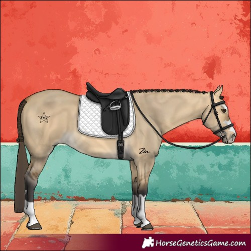 Horse Color:Buckskin Dun 
