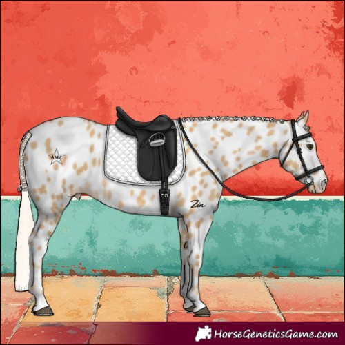 Horse Color:Palomino Dun Near Leopard 