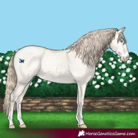 Horse Color:Perlino Dun Sabino