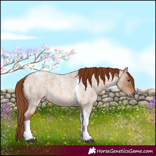 Horse Color:Red Dun Roan Tobiano