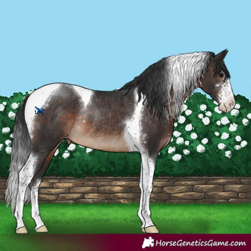Horse Color:Brown Sabino Tobiano Varnish Rabicano