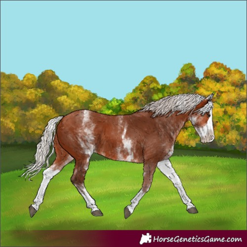 Horse Color:White Spotted Silver Bay Splash 