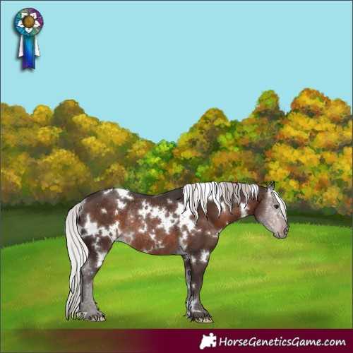 Horse Color:White Spotted Silver Brown Rabicano