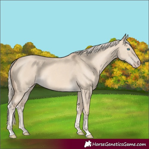 Horse Color:Cremello Dun 