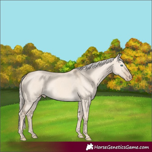 Horse Color:Cremello Dun