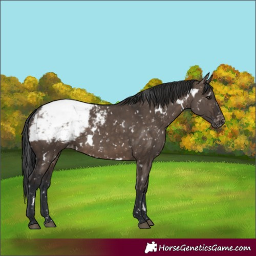 Horse Color:White Spotted Brown Dun Appaloosa 