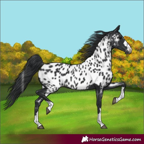 Horse Color:Black Appaloosa Rabicano