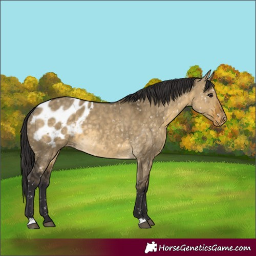 Horse Color:Buckskin Dun Appaloosa 