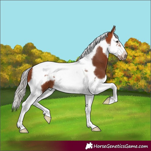 Horse Color:Silver Brown Splash Tobiano Frame 