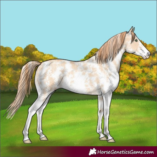 Horse Color:Gold Champagne Dun Sabino 