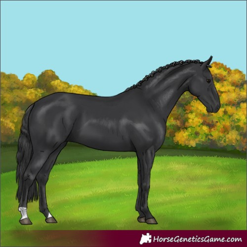 Horse Color:Black 