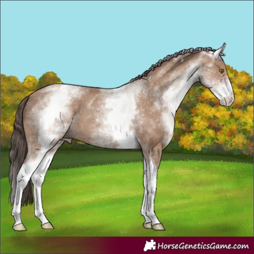 Horse Color:White Spotted Classic Champagne Tobiano 