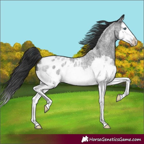 Horse Color:Blue Roan Splash Blanket