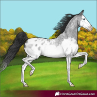 Horse Color:Blue Roan Splash Blanket