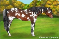 Horse Color:White Spotted Bay 