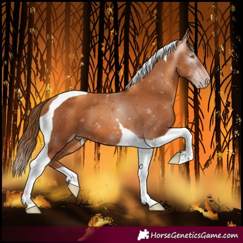 Horse Color:Gray Gold Champagne Tobiano