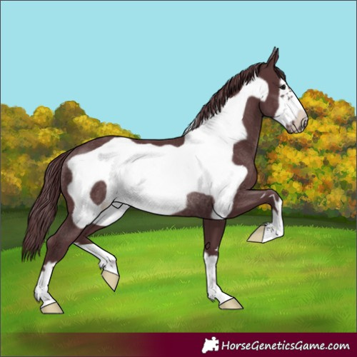 Horse Color:Chocolate Black Frame Rabicano 