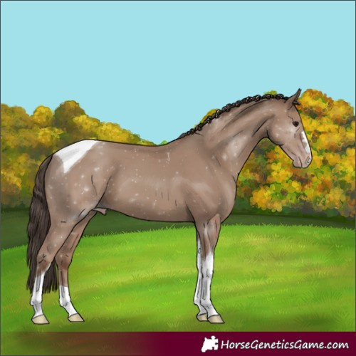 Horse Color:Classic Champagne Tobiano 