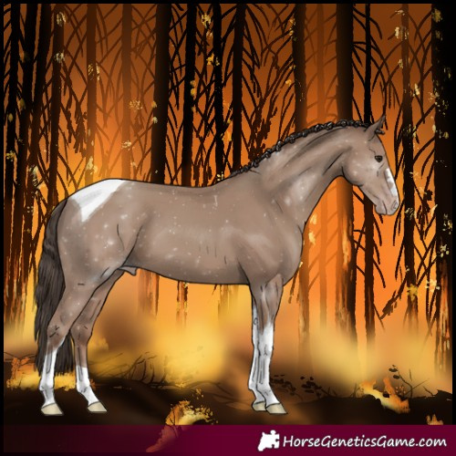 Horse Color:Classic Champagne Tobiano 