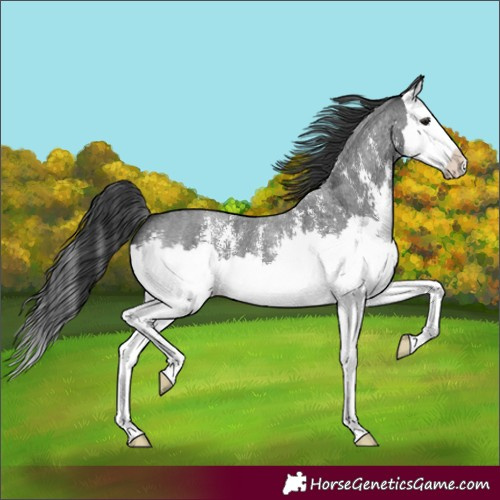 Horse Color:Blue Roan Sabino Splash 