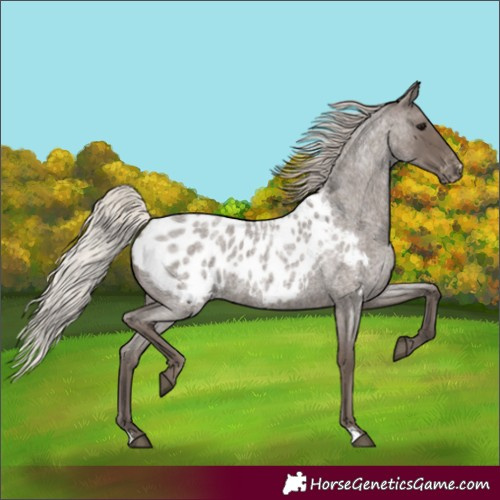 Horse Color:Silver Blue Roan Blanket