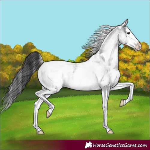 Horse Color:White Spotted Blue Roan Splash Appaloosa 