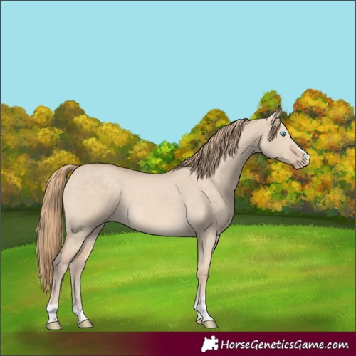 Horse Color:Perlino Dun 