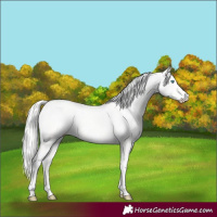 Horse Color:Cremello Dun