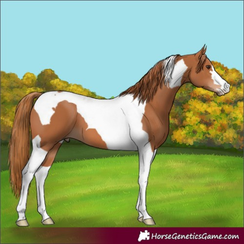 Horse Color:Chestnut Tobiano