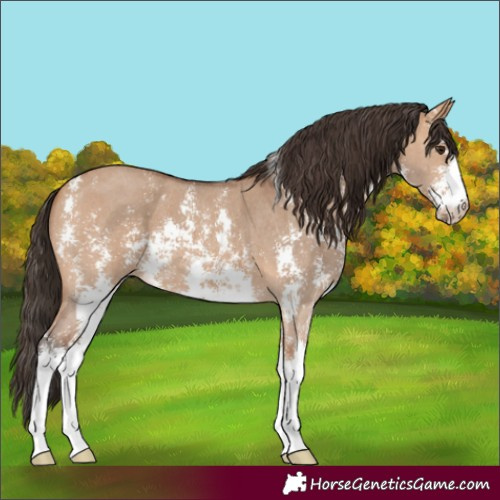 Horse Color:Bay Dun Sabino 