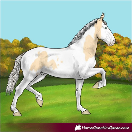 Horse Color:Gold Cream Champagne Dun Splash Tobiano Rabicano 