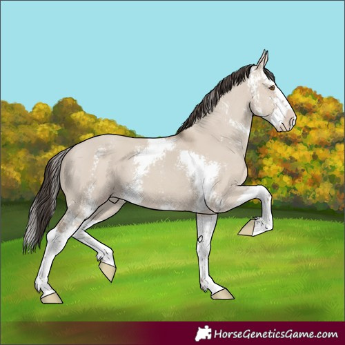 Horse Color:Classic Champagne Dun Sabino Splash 