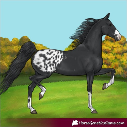 Horse Color:Black Appaloosa 