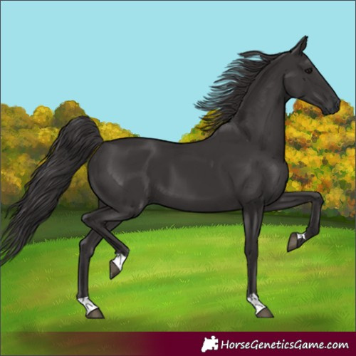 Horse Color:Unknown 