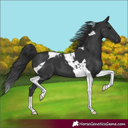 Horse Color:Black Tobiano