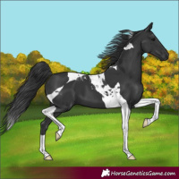 Horse Color:Black Tobiano 