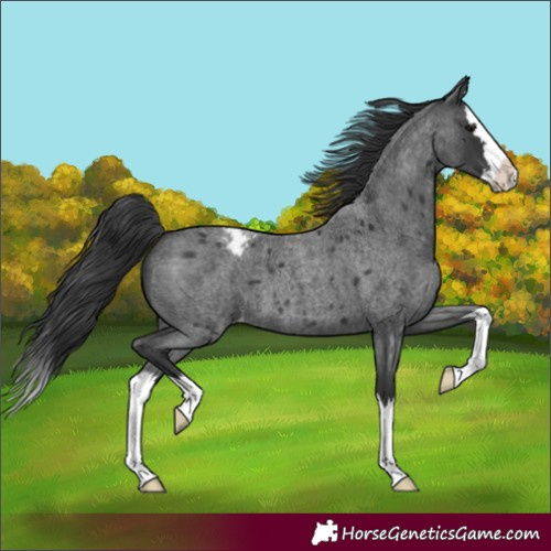 Horse Color:Blue Roan Splash Varnish