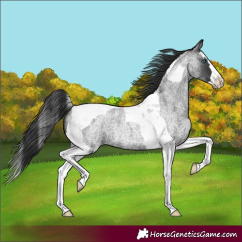 Horse Color:Blue Roan Splash Tobiano