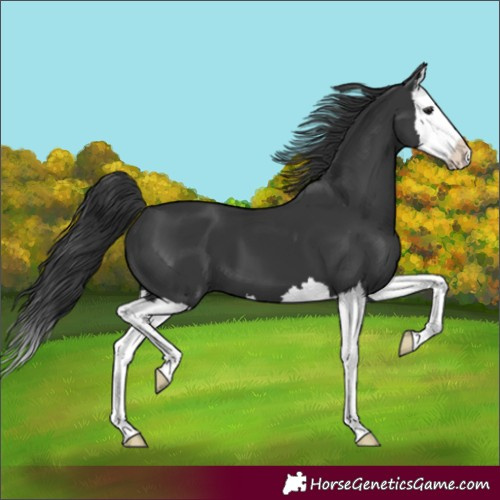 Horse Color:Black Splash