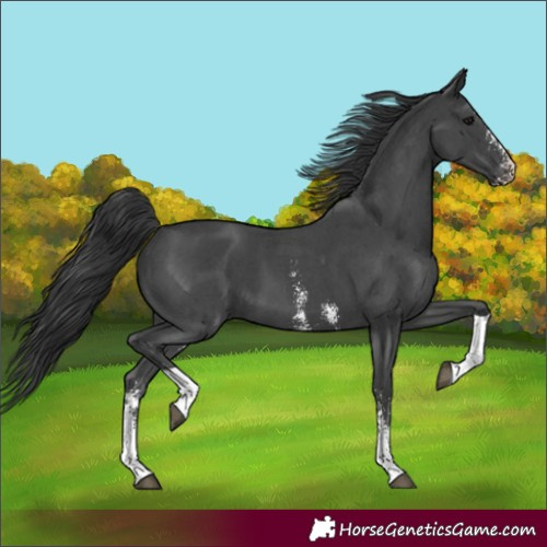 Horse Color:Black Sabino Tobiano 