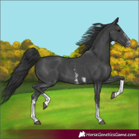 Horse Color:Black Sabino Tobiano